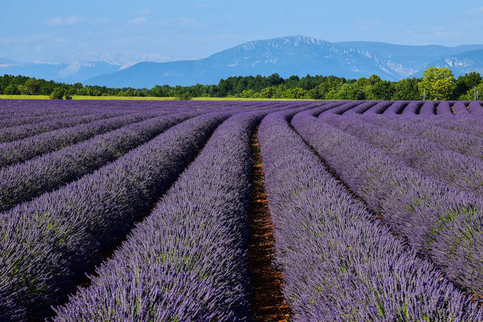 Rows of lavender fields in the south of France, with wooded hills and mountains on the horizon